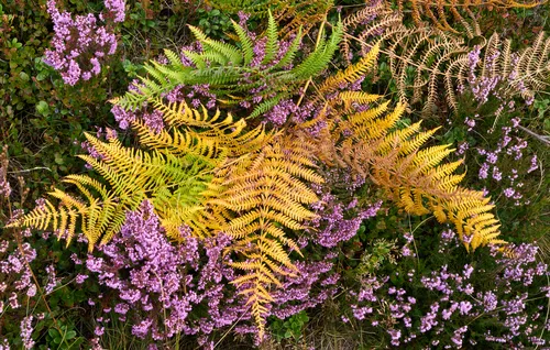 This nature photograph features heather and bracken ferns as the main subjects. The image was taken in the afternoon during the late summer season, as indicated by the timestamp provided. The vibrant purple flowers of the heather are interspersed with the green, yellow, and brown fronds of the bracken fern, highlighting the seasonal transition in the plant life. The photograph captures the richness and diversity of plants typical of heathland environments, creating a visually striking composition with no visible landmarks.